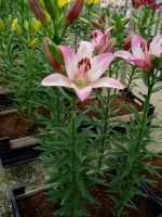 [1638 Couplet S-ES No02.JPG]